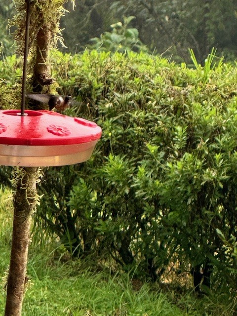 White-bellied Woodstar - ML633634032