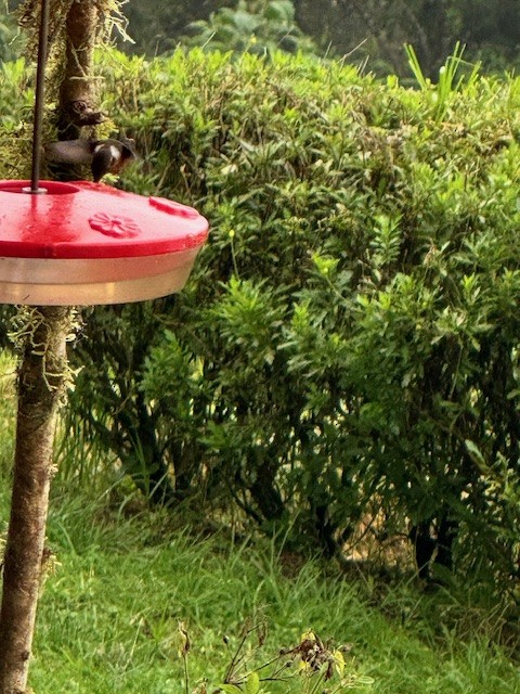 White-bellied Woodstar - ML633634033