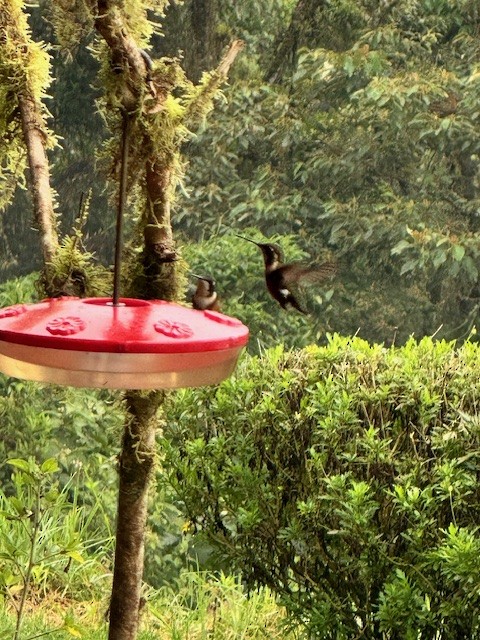 White-bellied Woodstar - ML633634034