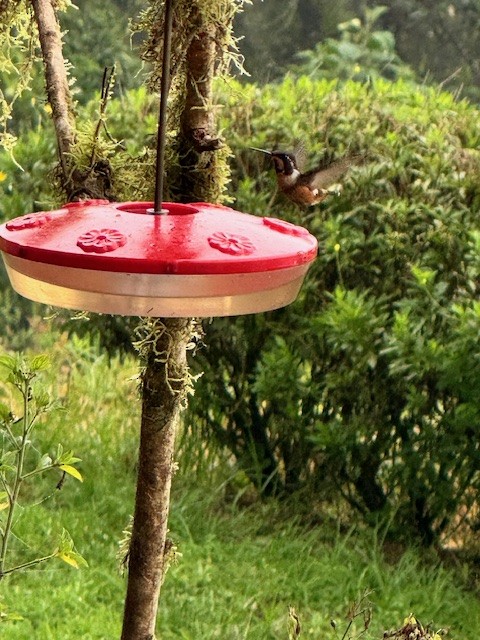 White-bellied Woodstar - ML633634035