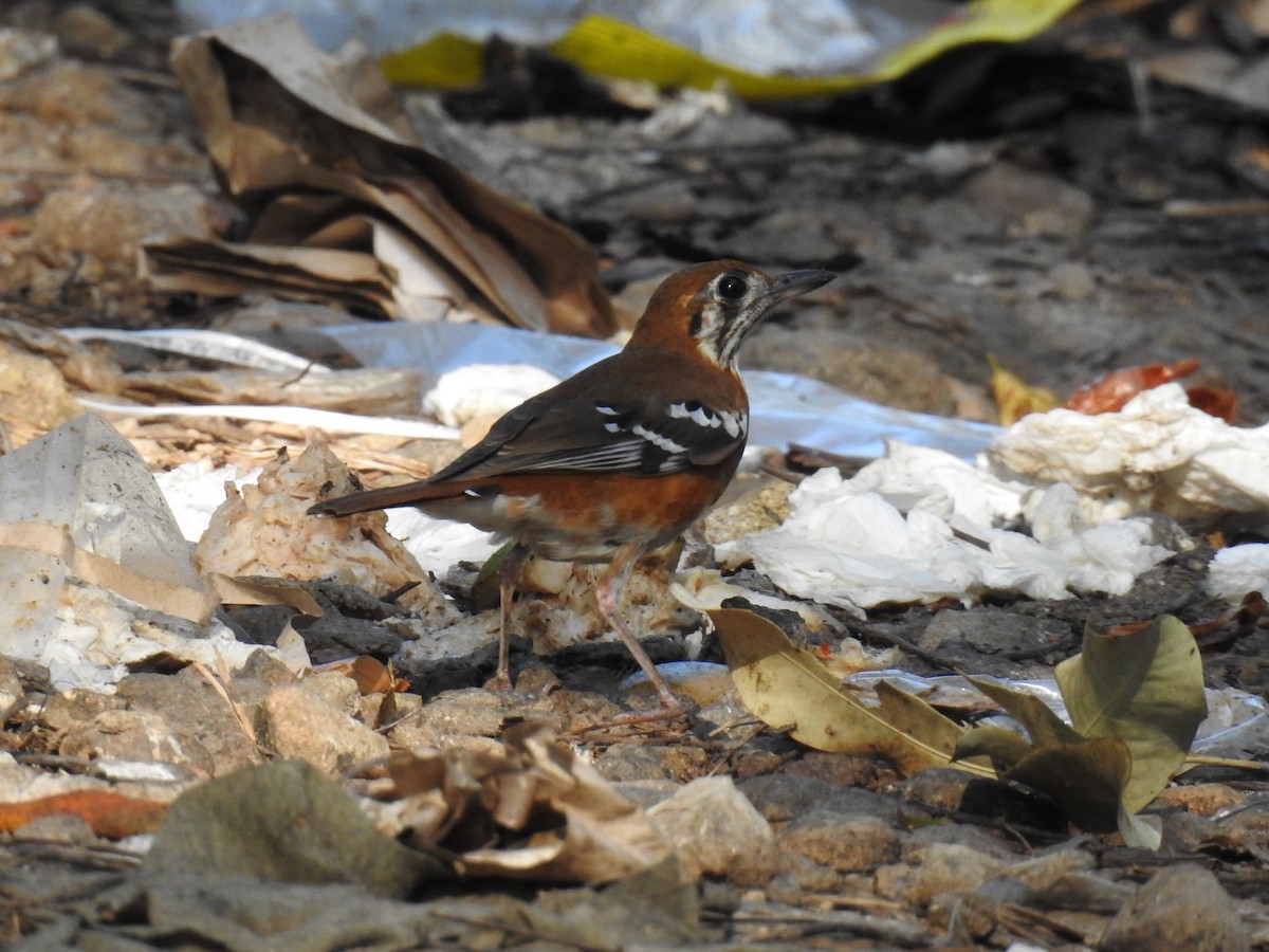 Orange-banded Thrush - Pam Rasmussen