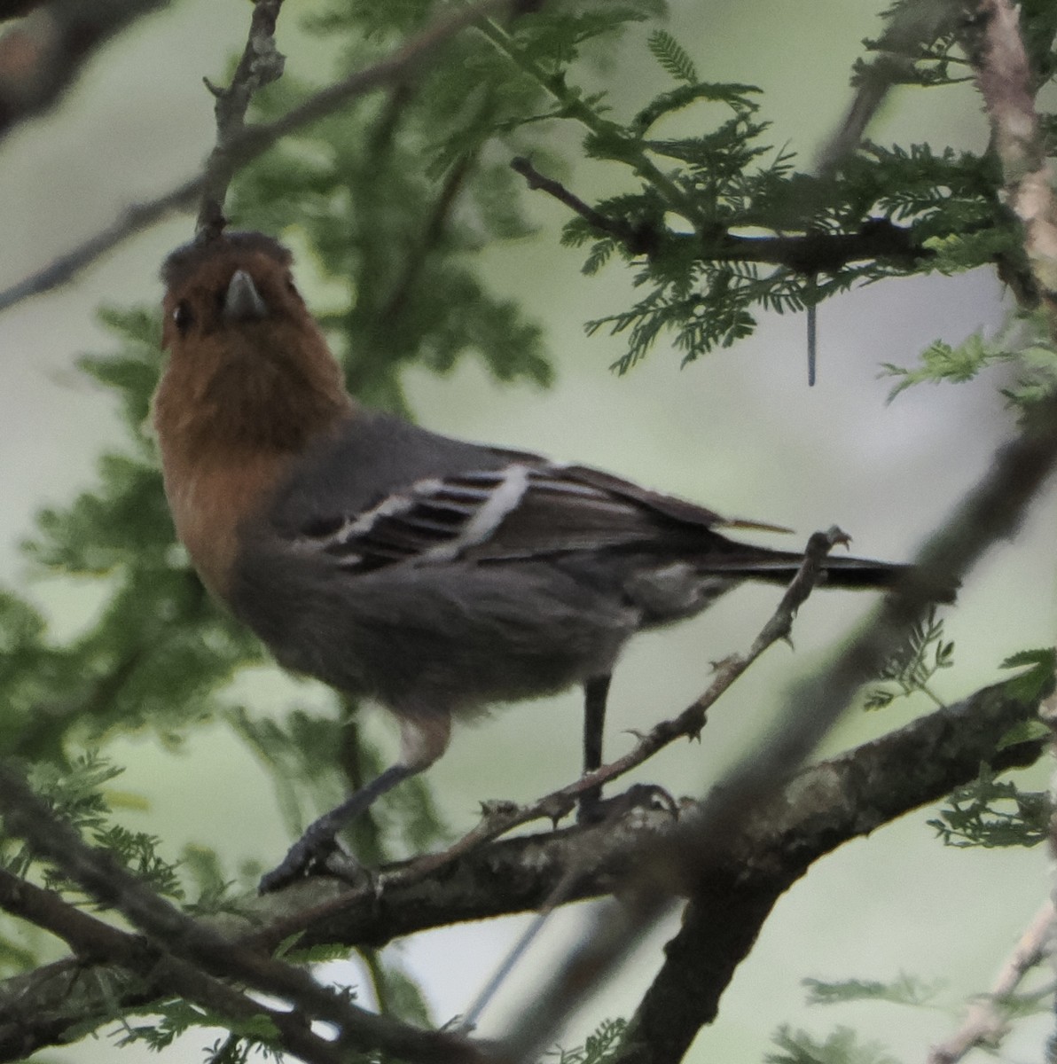 Red-throated Tit - ML633634154