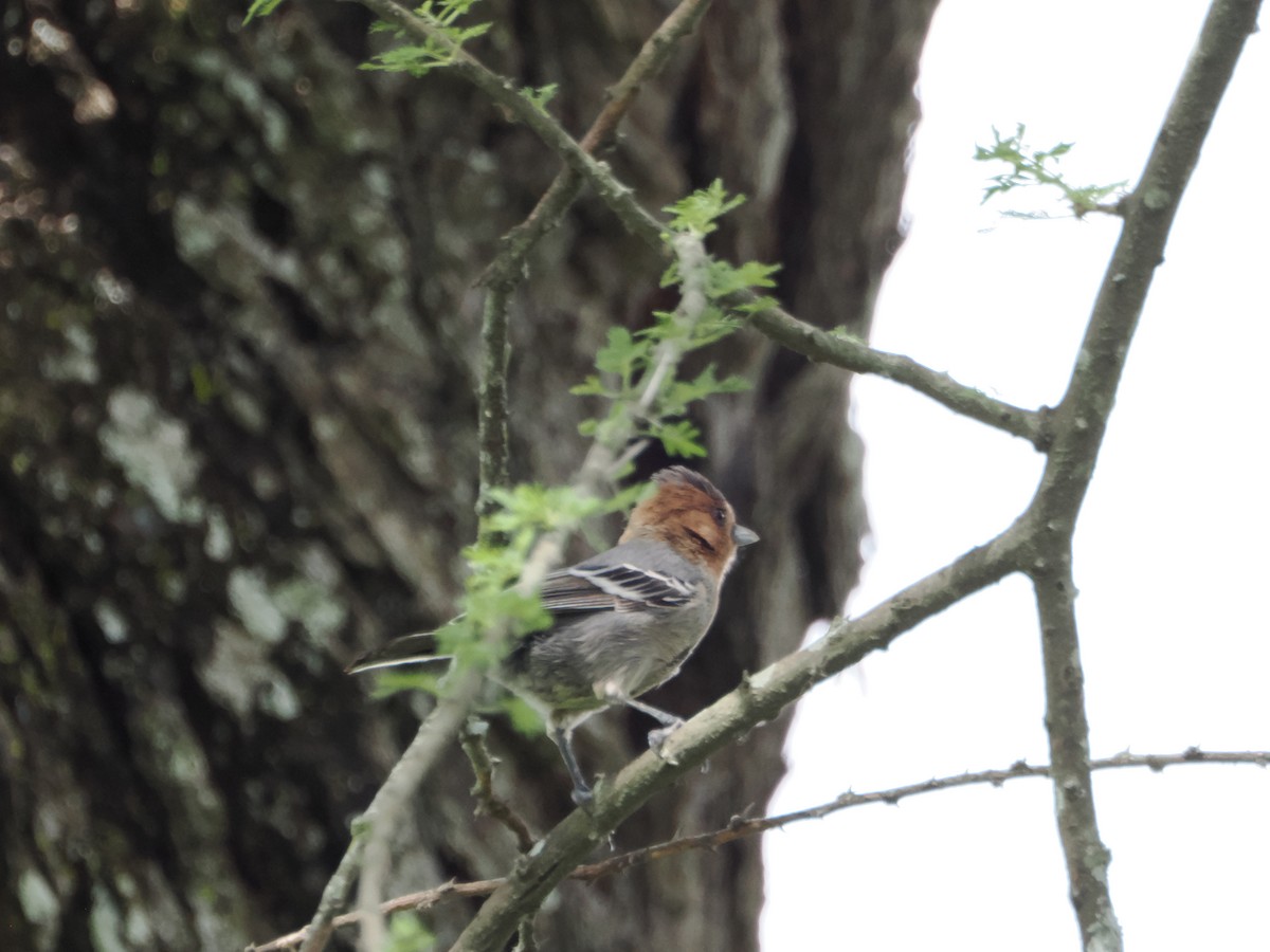 Red-throated Tit - ML633634155