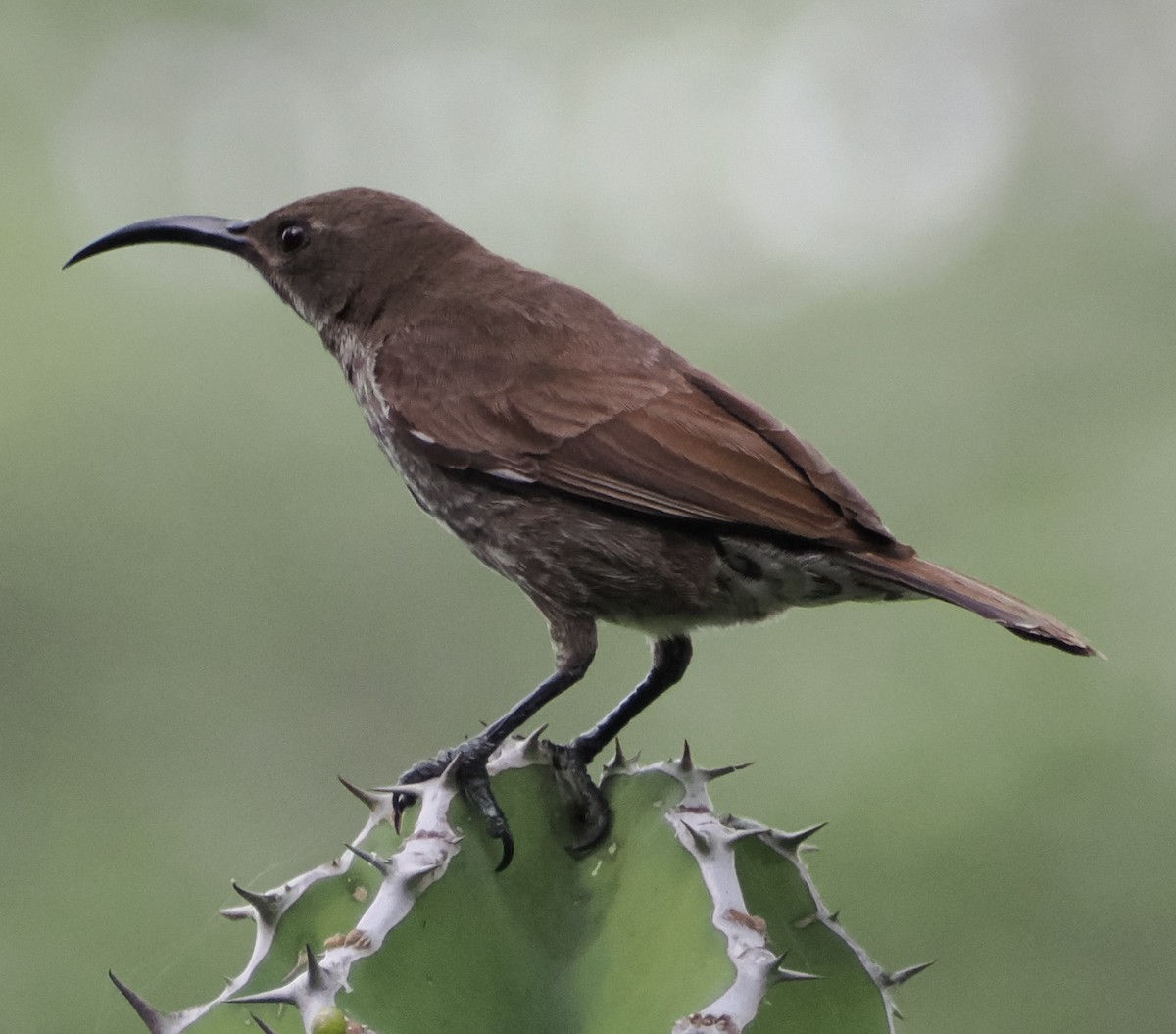 Scarlet-chested Sunbird - ML633634163