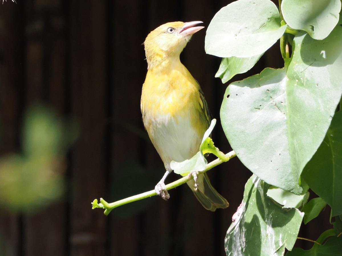 Lesser Masked-Weaver - ML633634179
