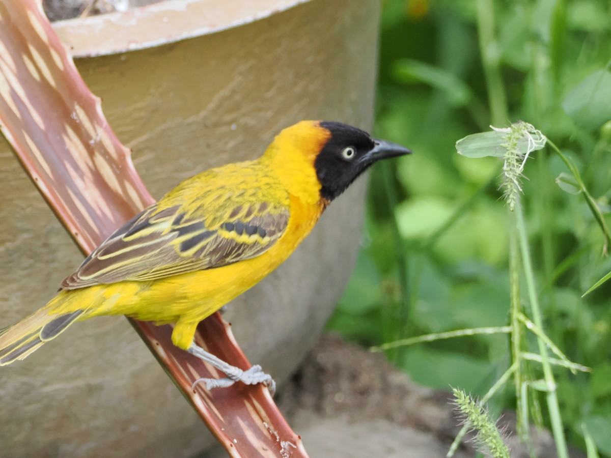 Lesser Masked-Weaver - ML633634180