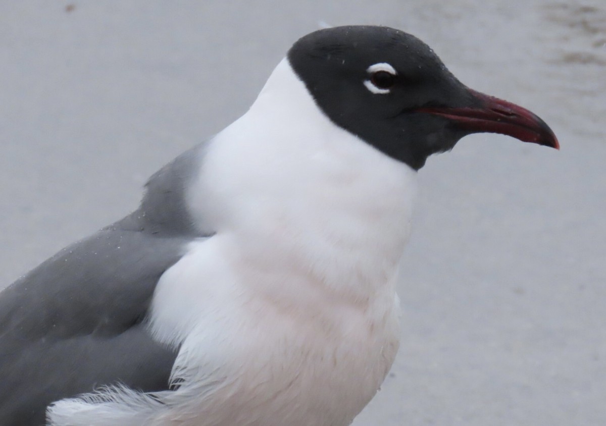 Laughing Gull - ML633634217
