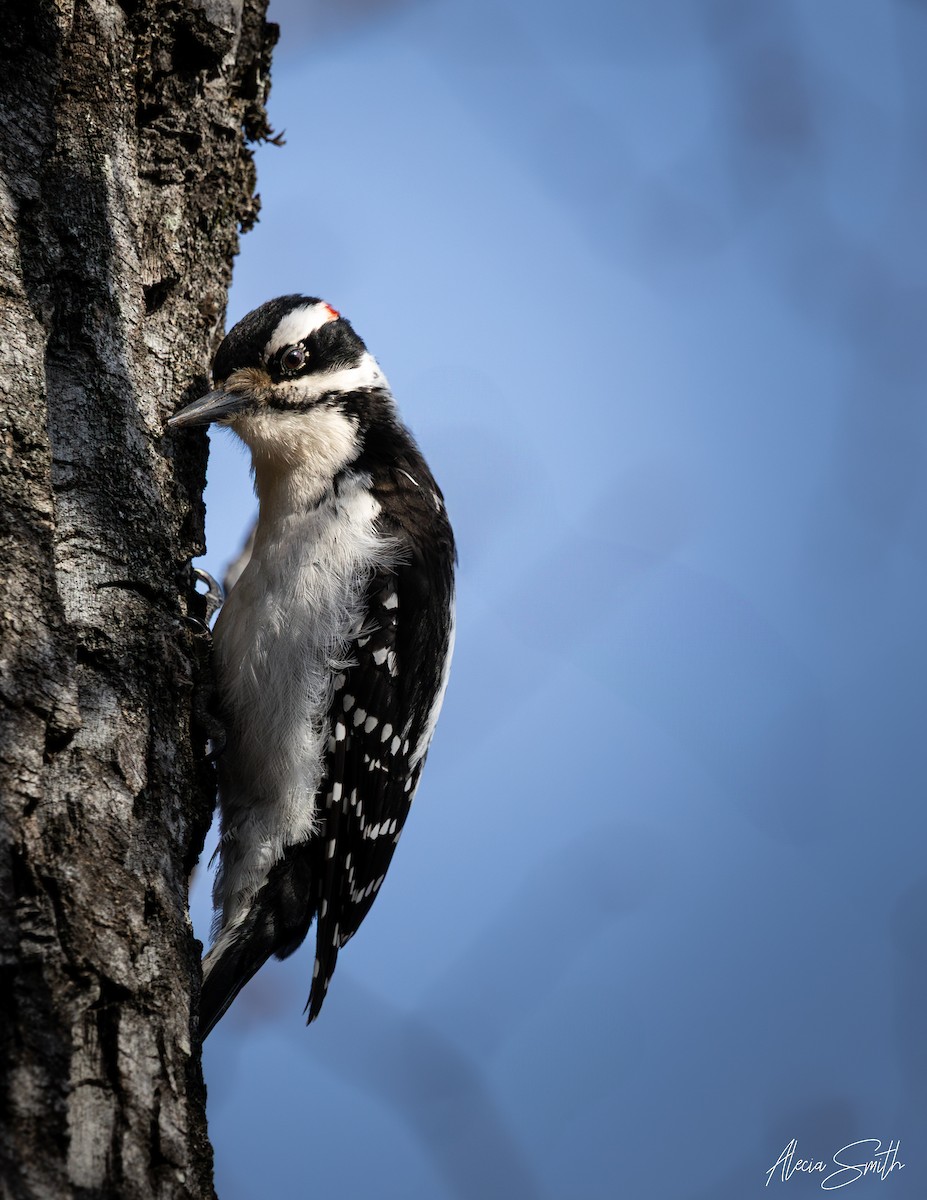 Hairy Woodpecker - ML633634226