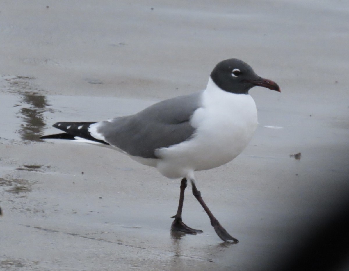 Laughing Gull - ML633634231