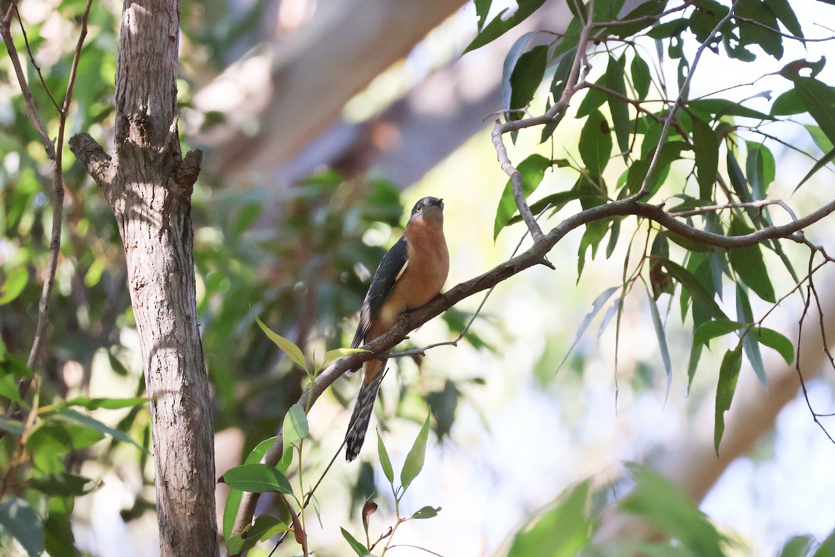 Fan-tailed Cuckoo - ML633634265