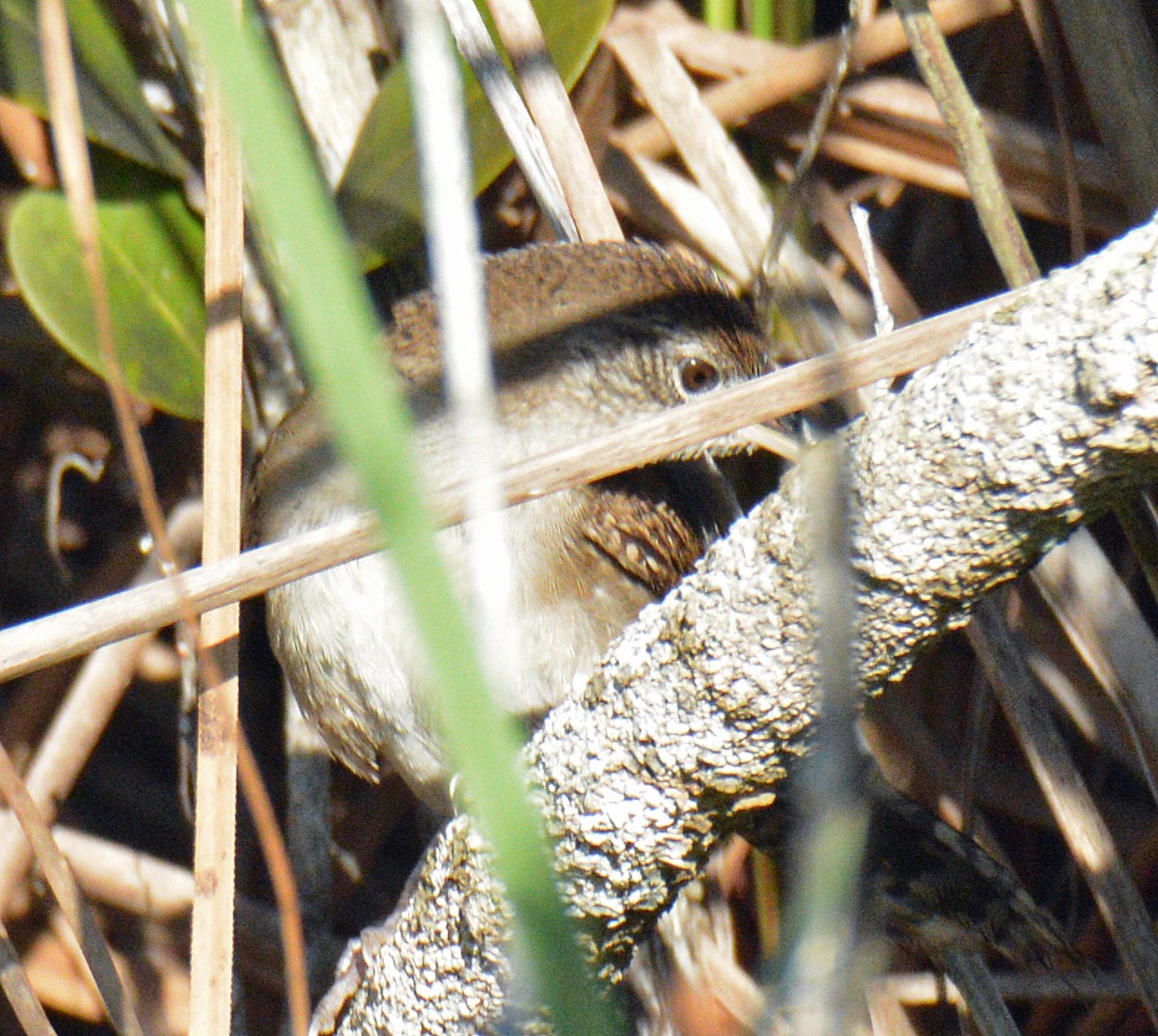 Zapata Wren - ML633634288