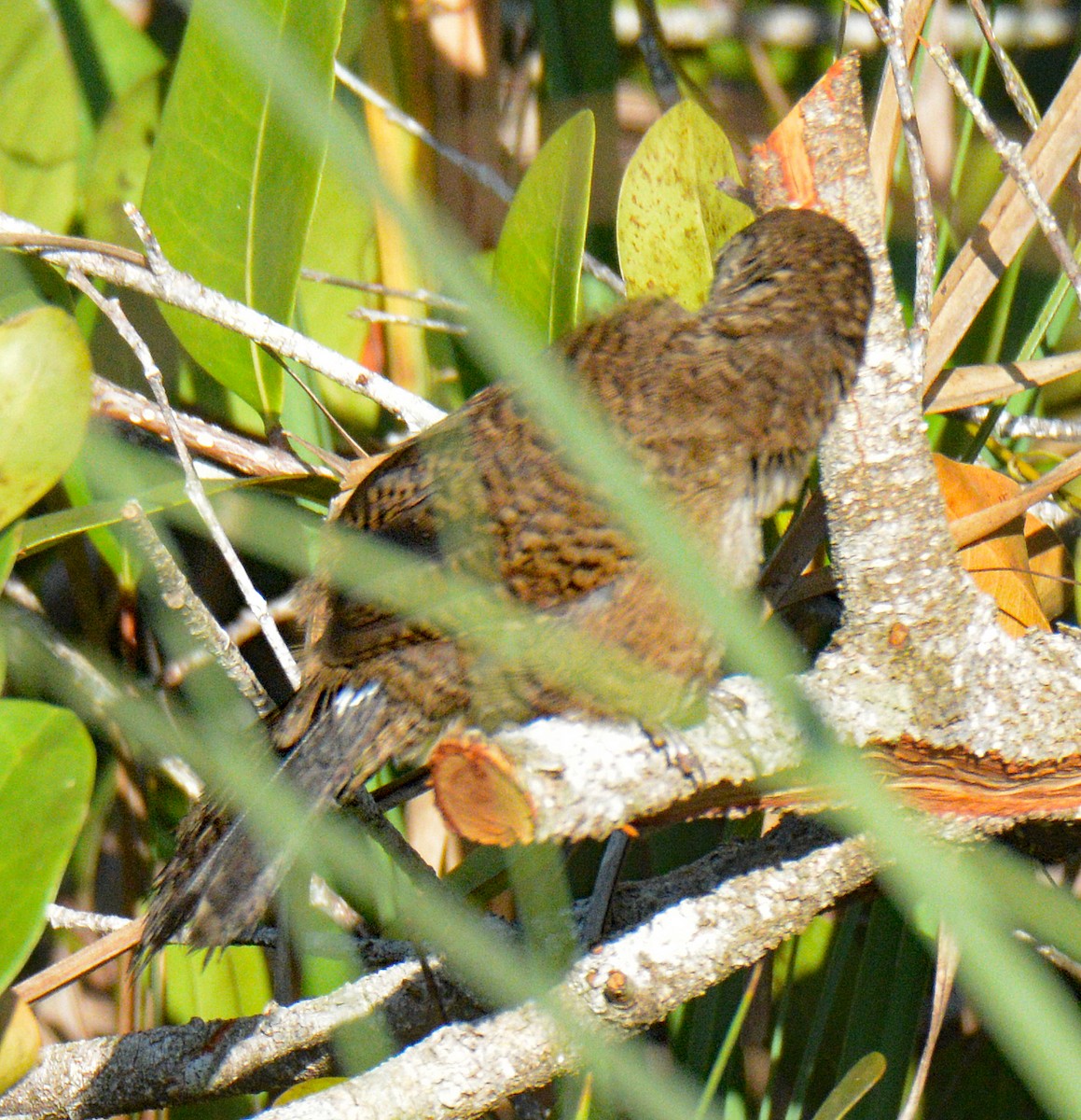 Zapata Wren - ML633634289
