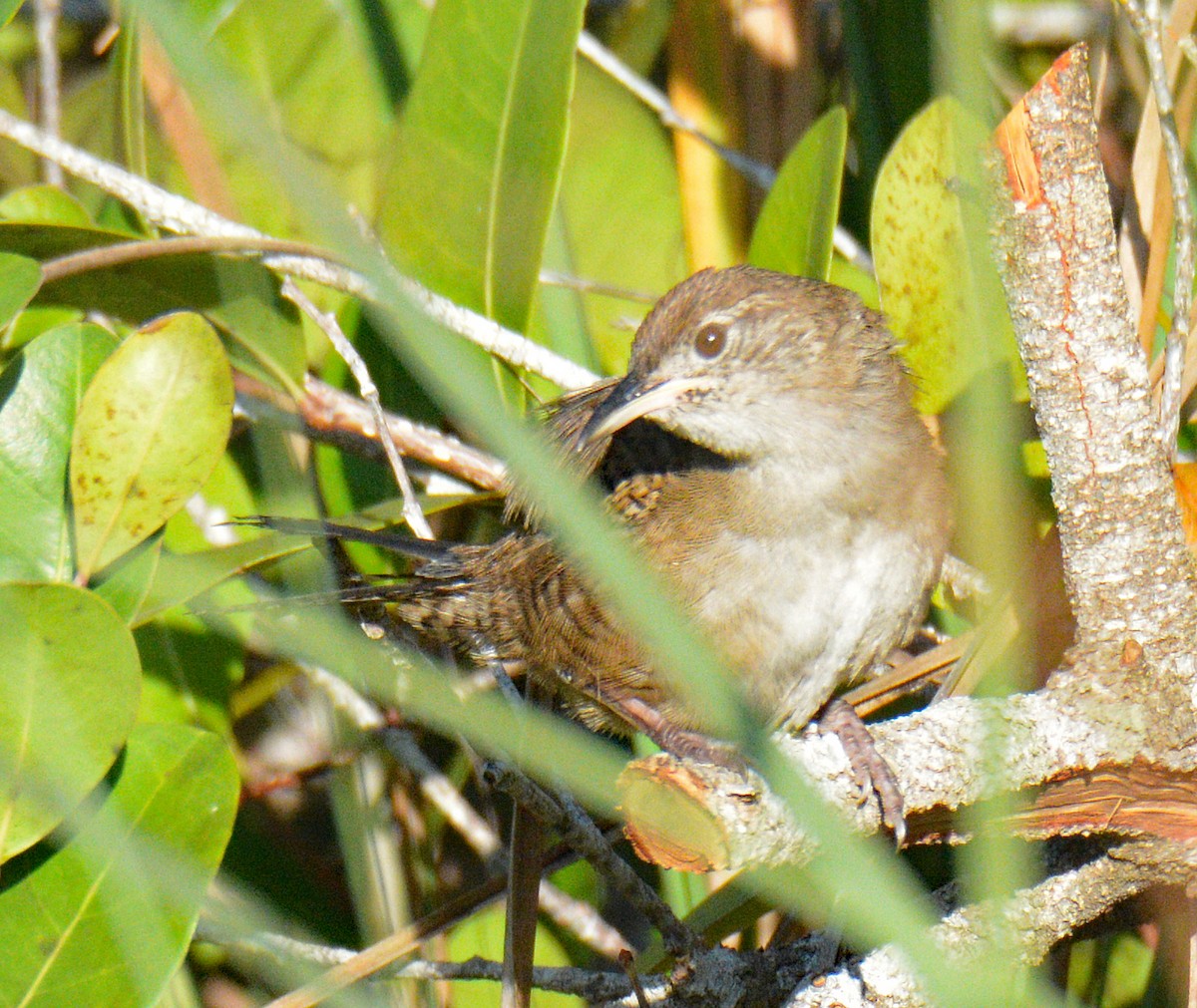 Zapata Wren - ML633634290