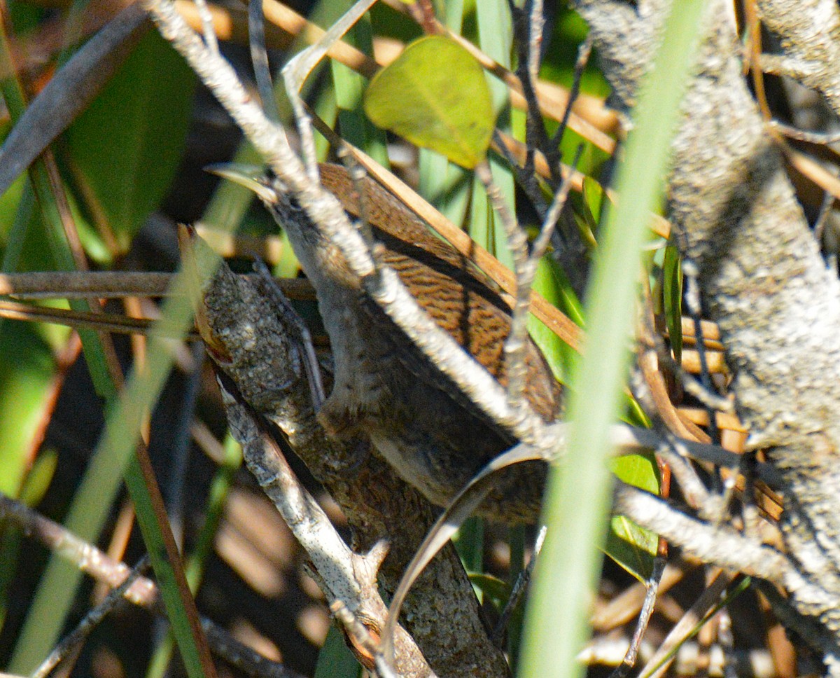 Zapata Wren - ML633634291