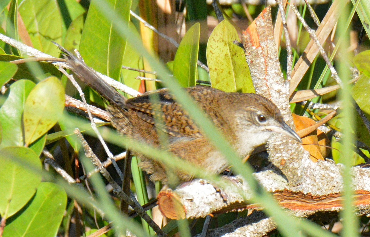 Zapata Wren - ML633634292
