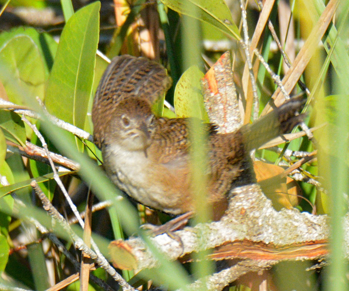 Zapata Wren - ML633634293