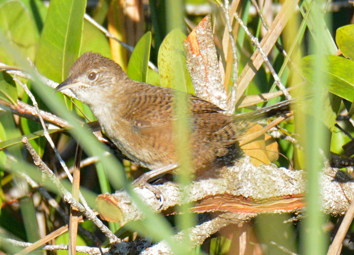 Zapata Wren - ML633634294