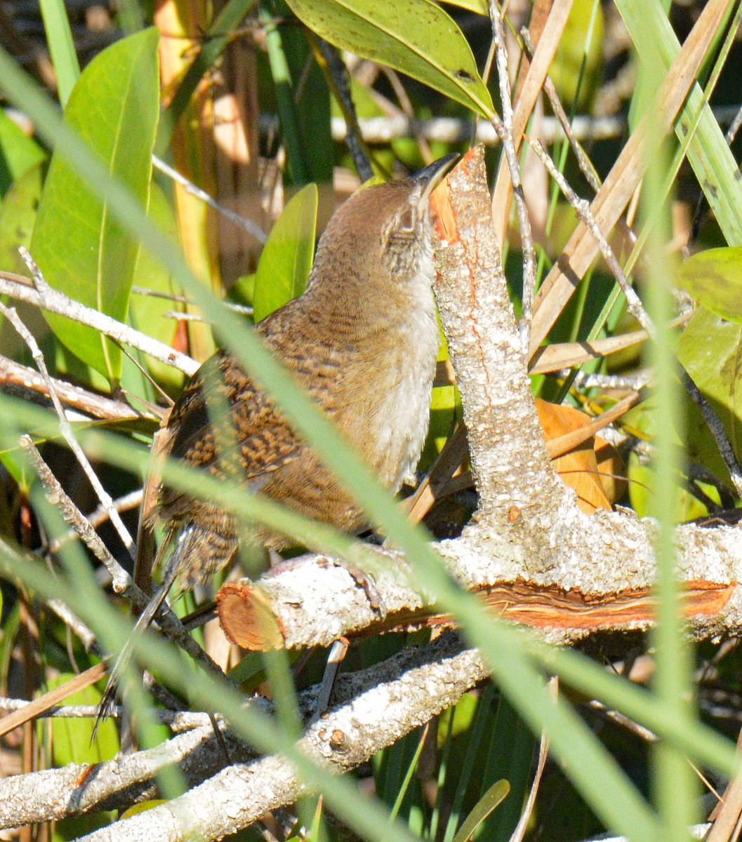 Zapata Wren - ML633634295