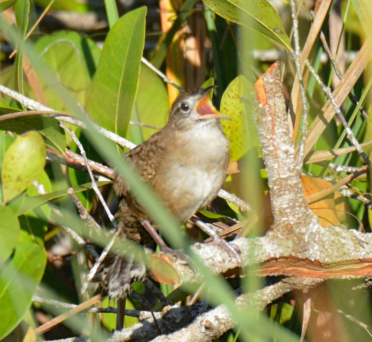 Zapata Wren - ML633634296