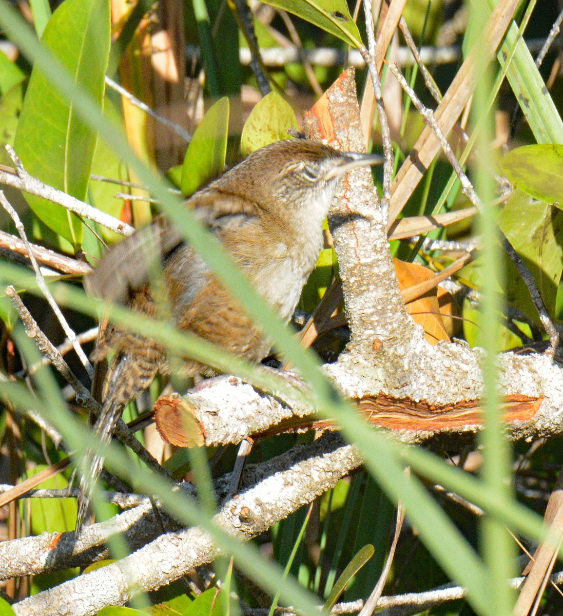 Zapata Wren - ML633634297