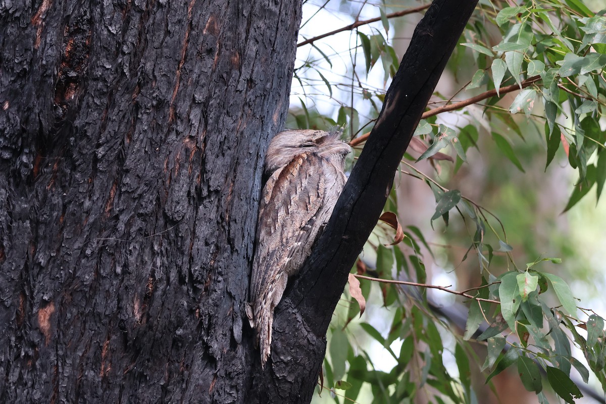 Tawny Frogmouth - ML633634299