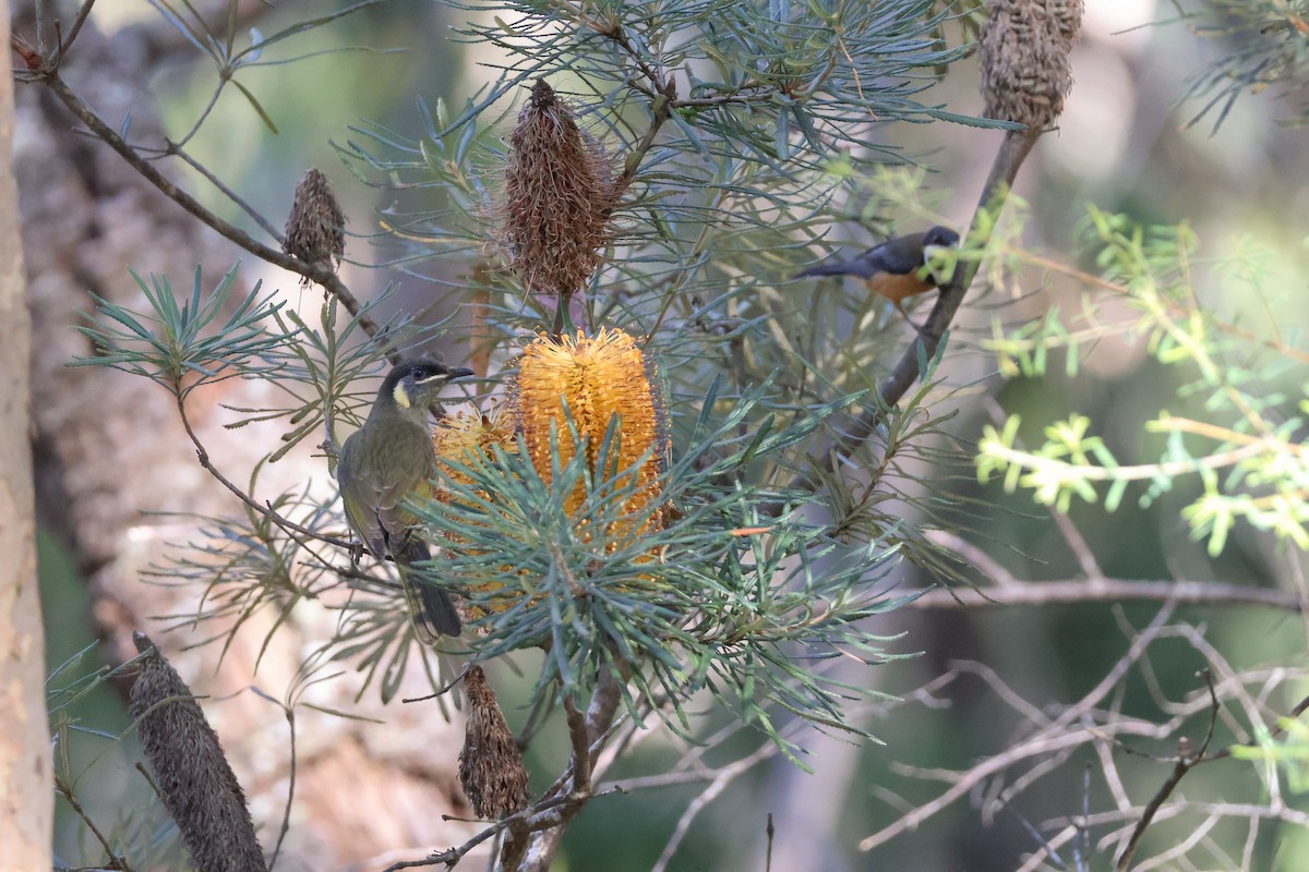 Lewin's Honeyeater - ML633634322