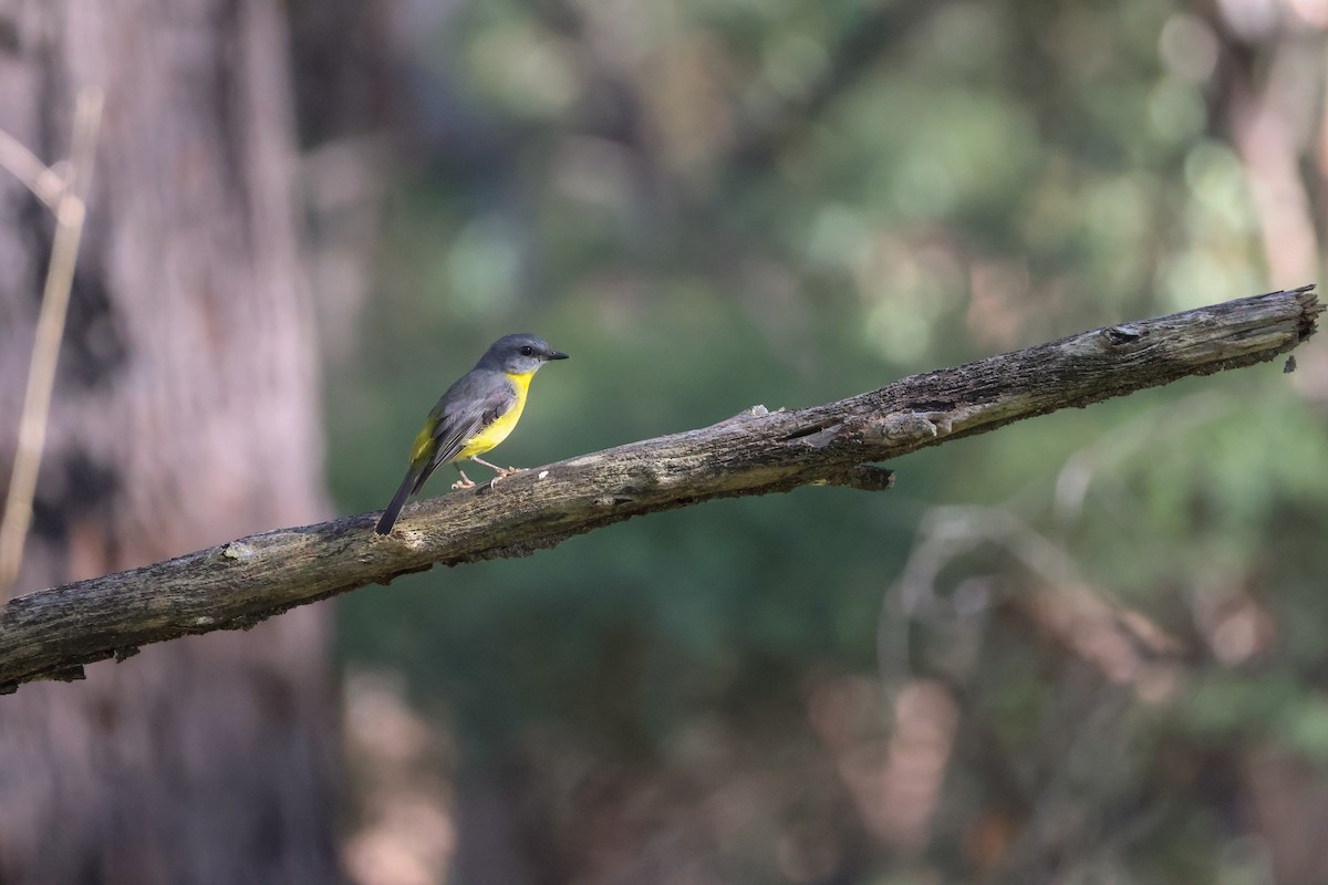 Eastern Yellow Robin - ML633634332