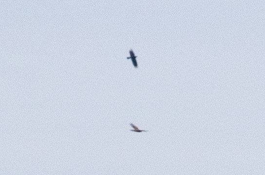 Red-tailed Hawk (borealis) - ML633634436
