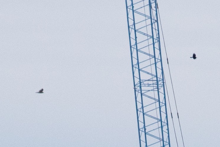 Red-tailed Hawk (borealis) - ML633634437