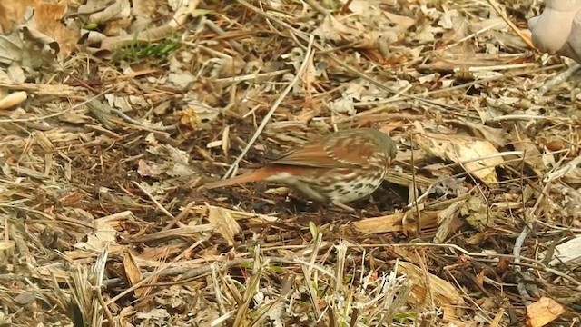 ゴマフスズメ（iliaca／zaboria） - ML633634470