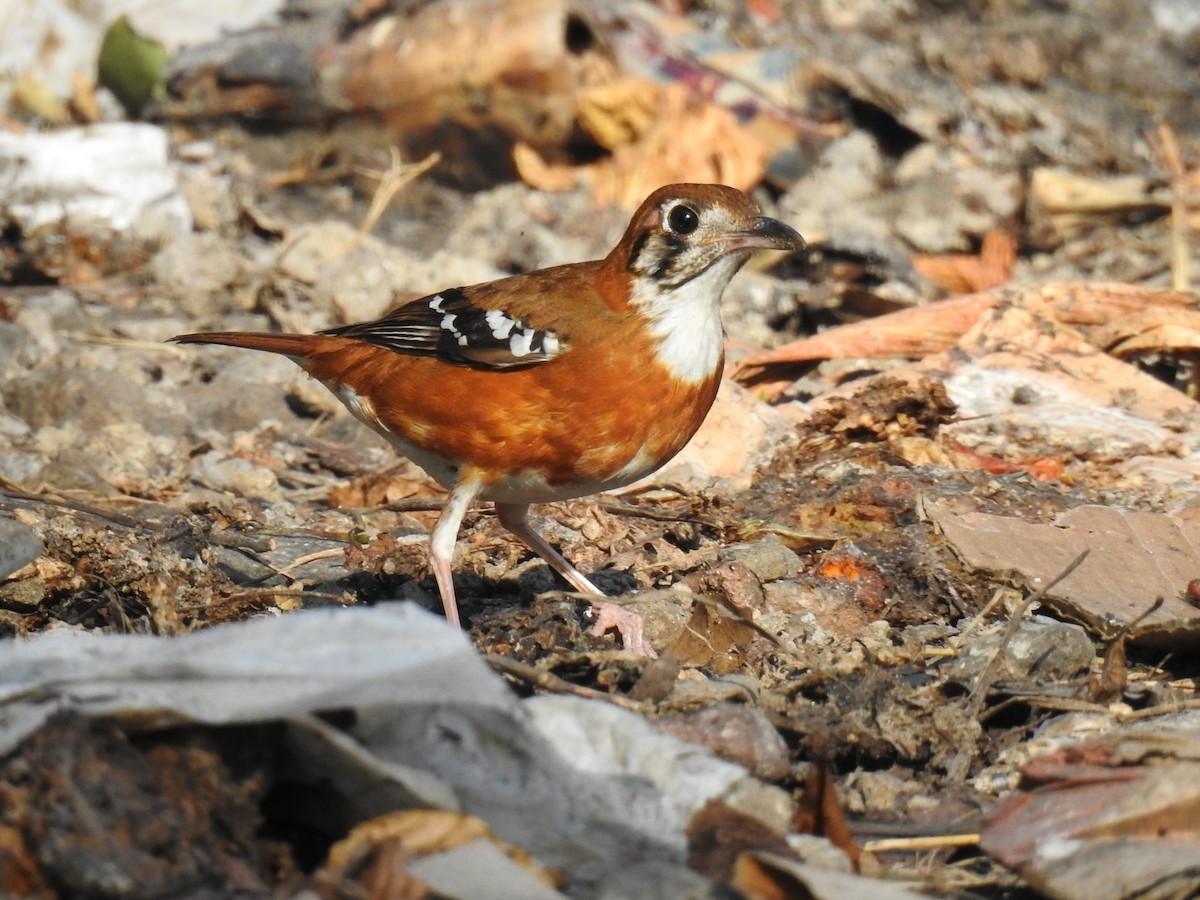Orange-banded Thrush - Pam Rasmussen