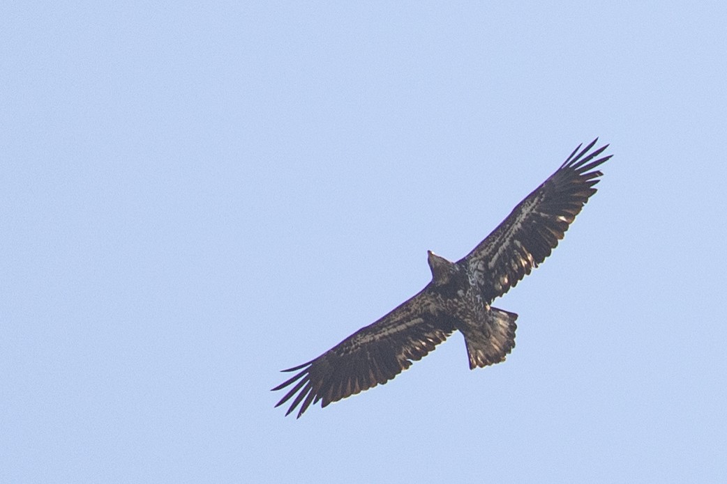 Bald Eagle - ML633634581