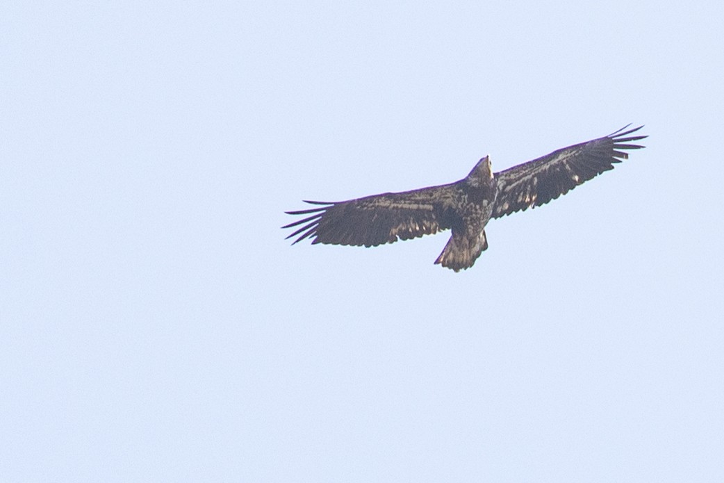 Bald Eagle - ML633634584