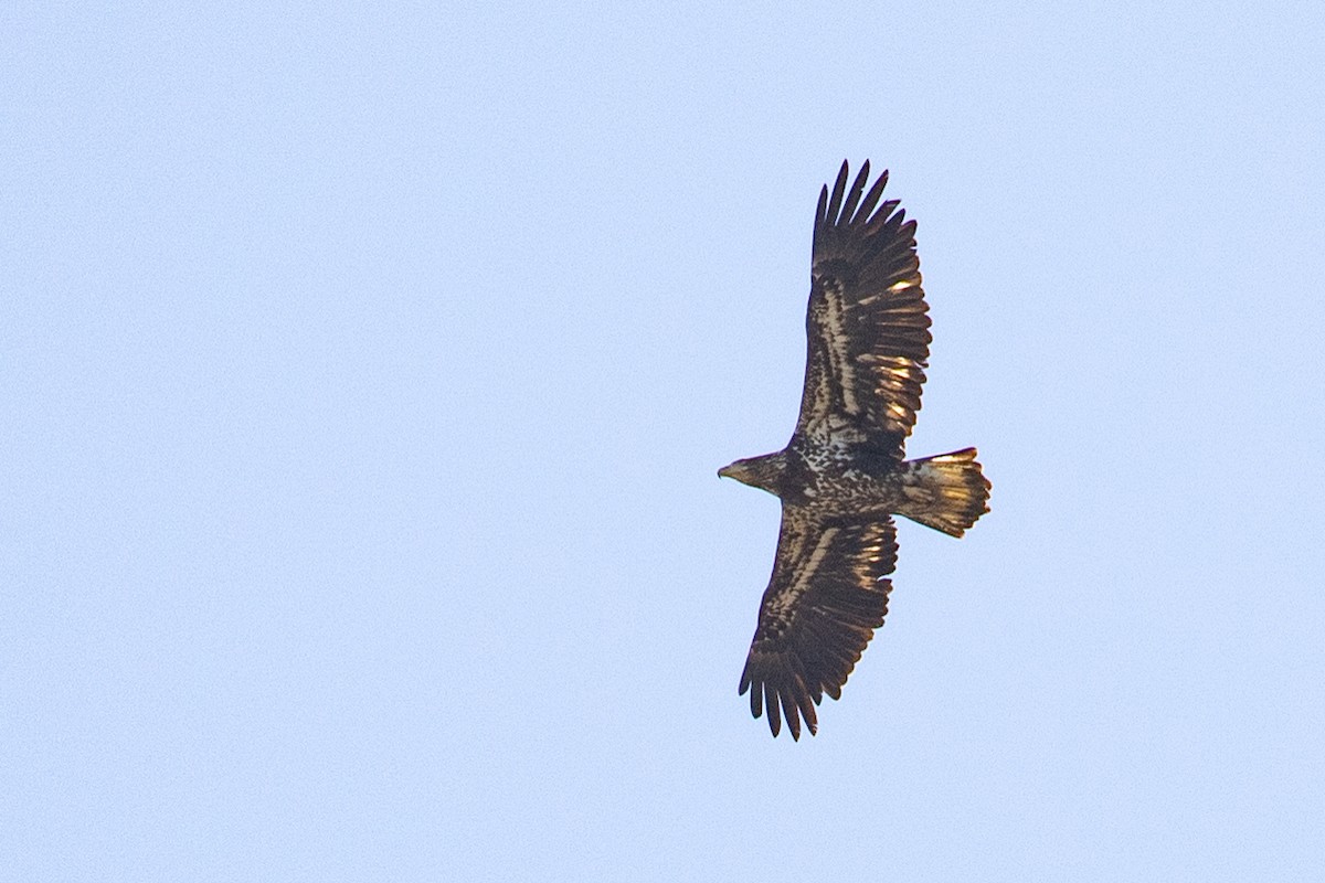 Bald Eagle - ML633634587