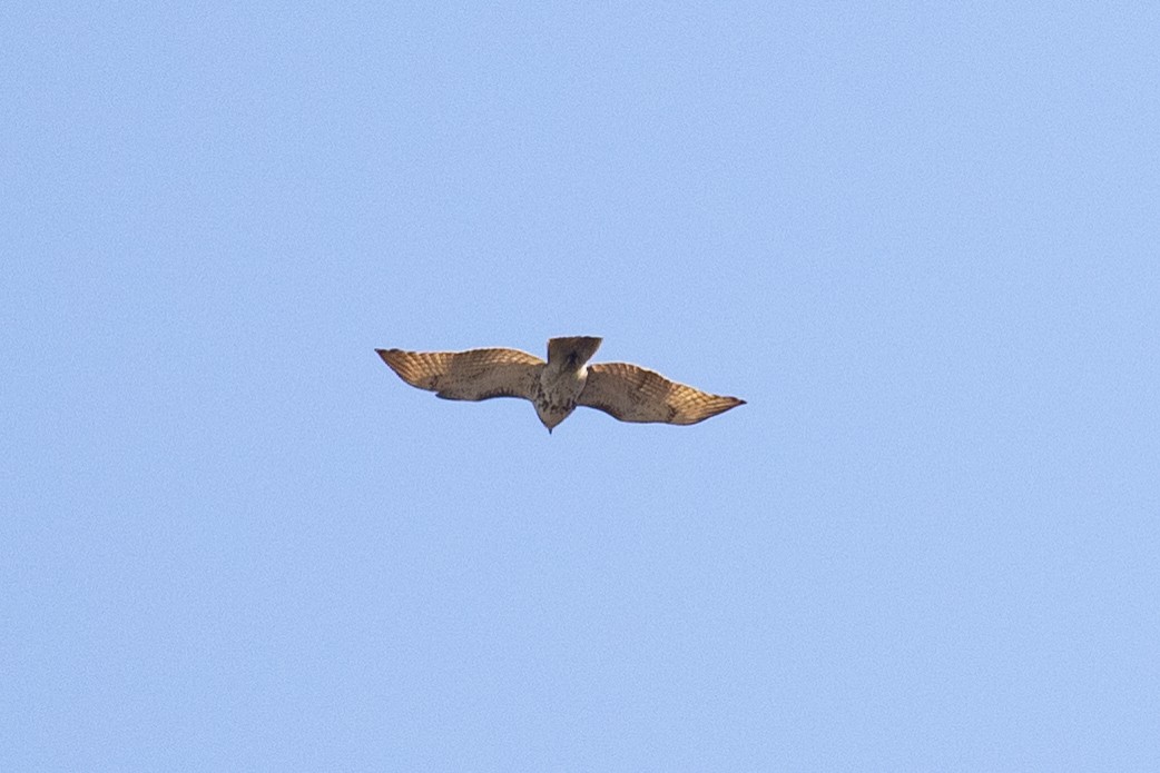 Red-tailed Hawk (borealis) - ML633634592