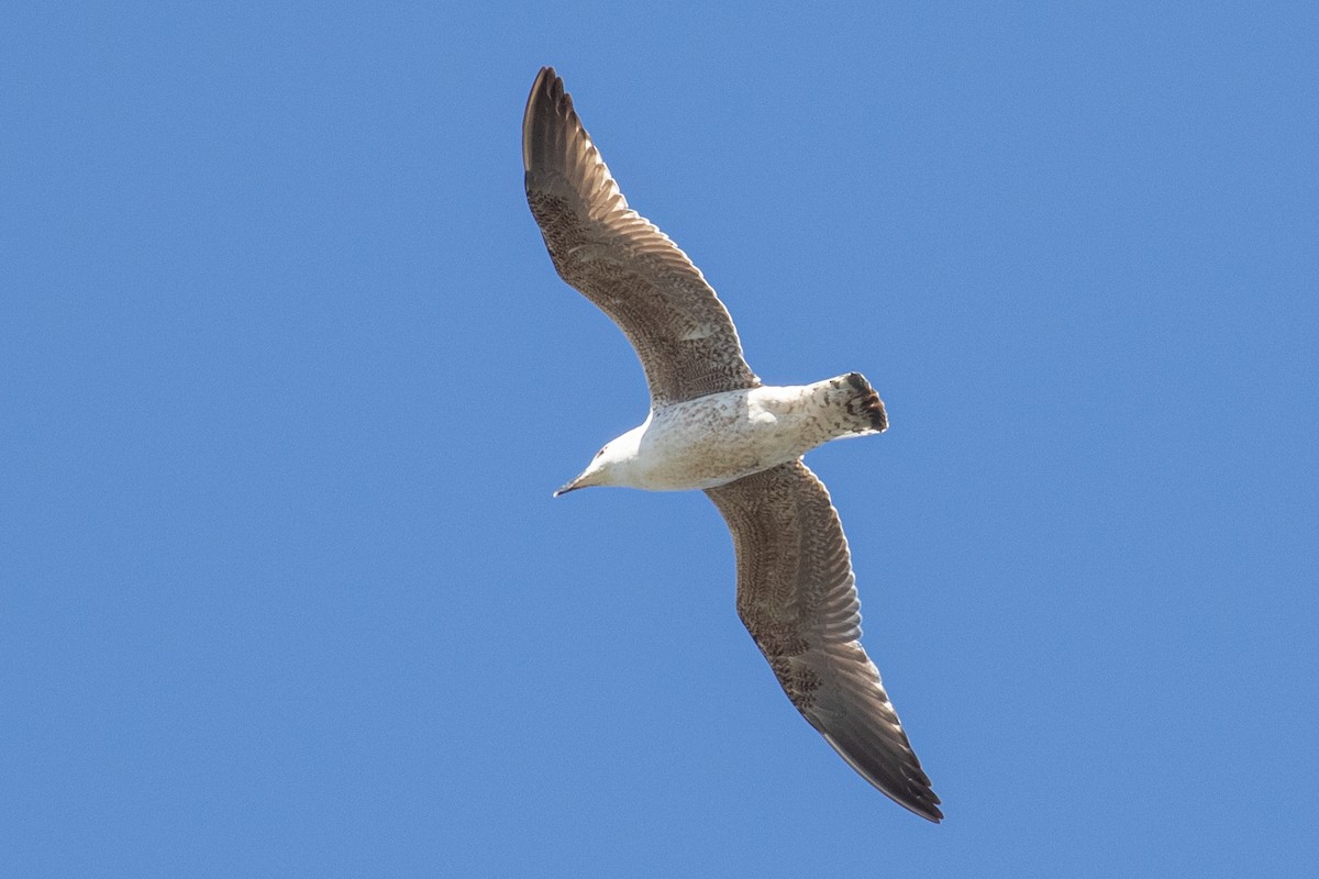 Great Black-backed Gull - ML633634598