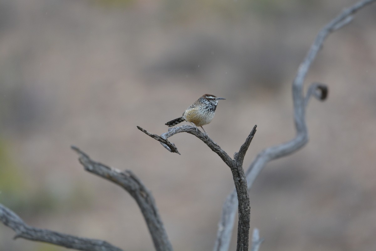 Cactus Wren - ML633634744
