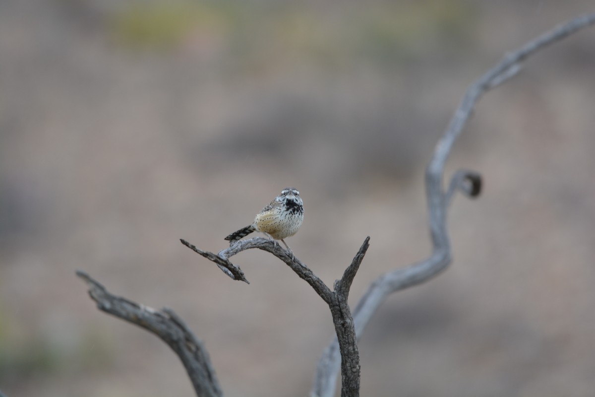 Cactus Wren - ML633634748