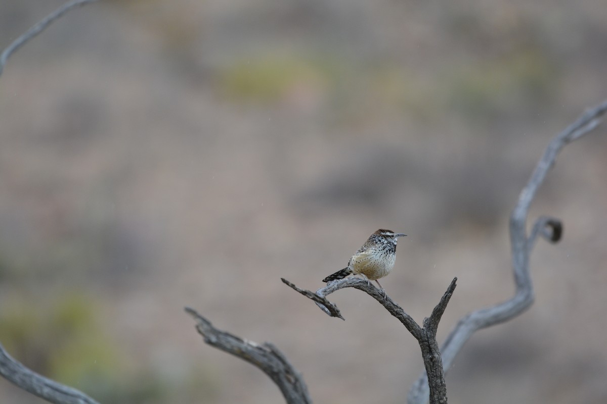 Cactus Wren - ML633634759