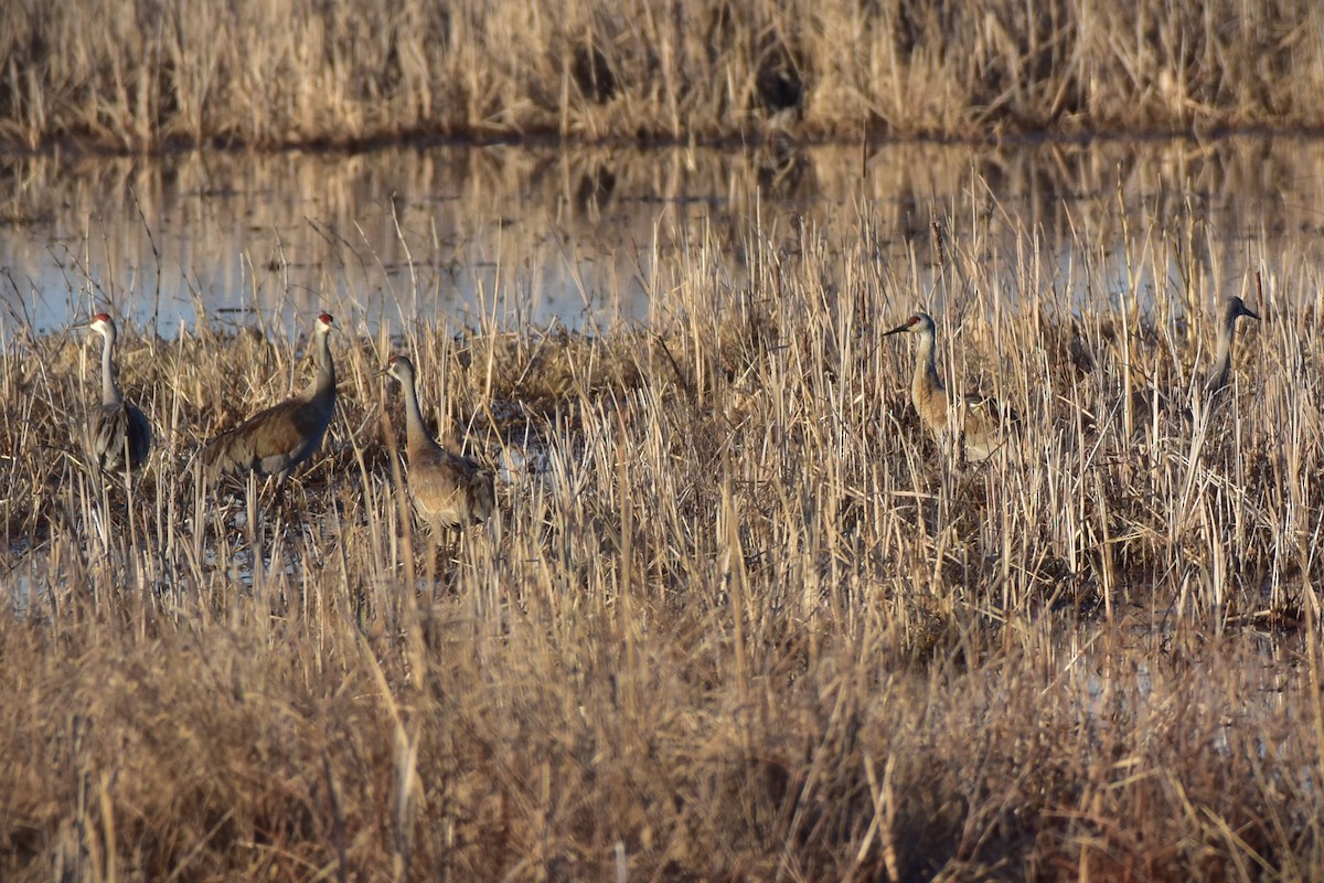 Sandhill Crane - ML633634867