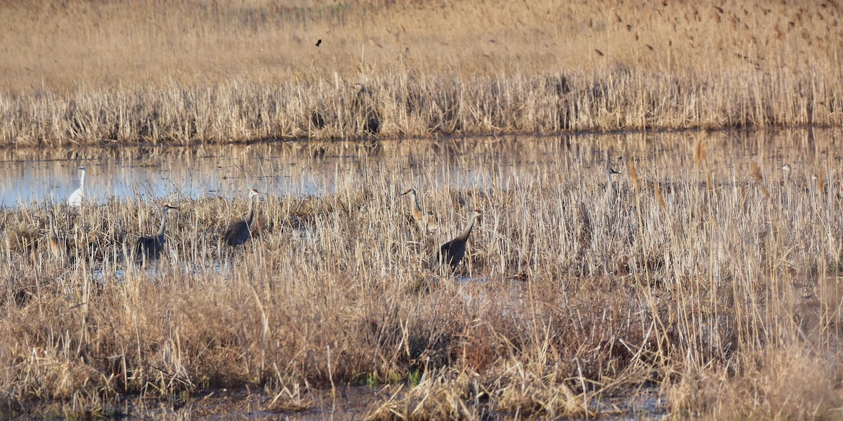 Sandhill Crane - ML633634868