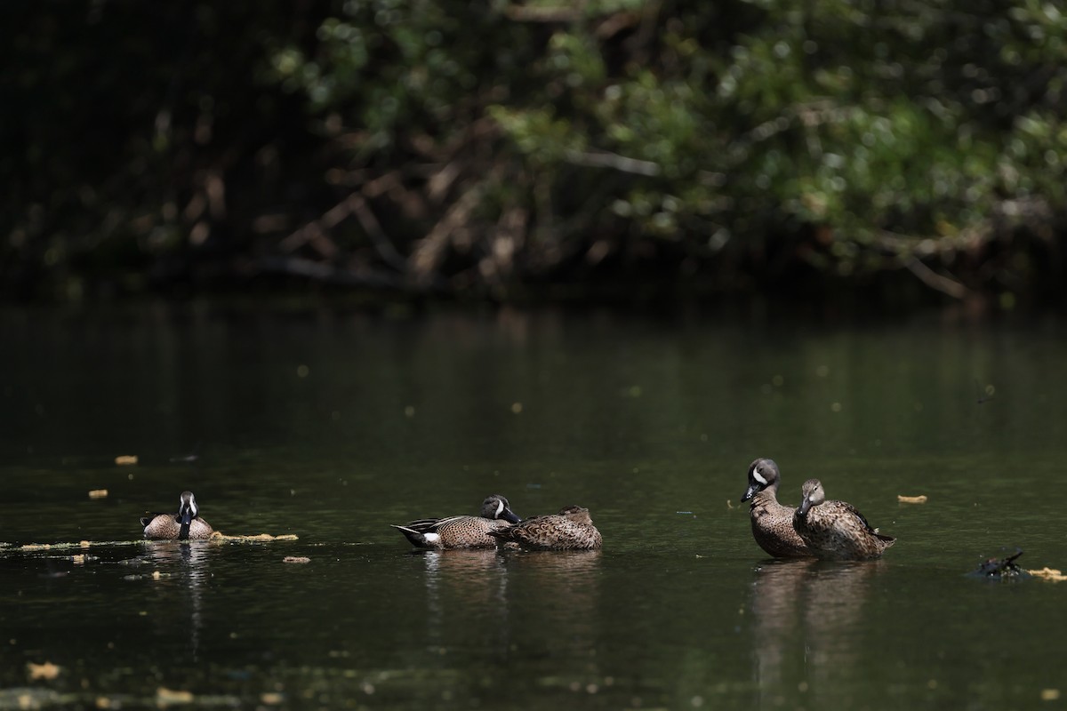 Blue-winged Teal - ML633635001