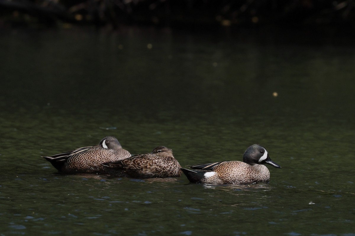 Blue-winged Teal - ML633635003