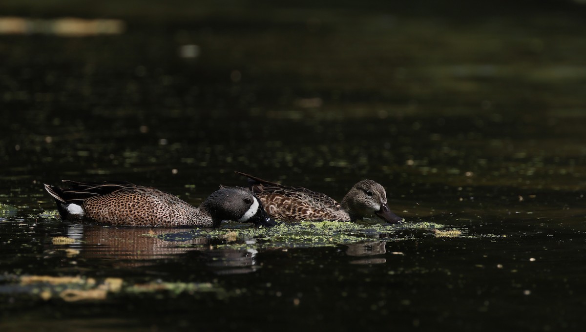 Blue-winged Teal - ML633635011