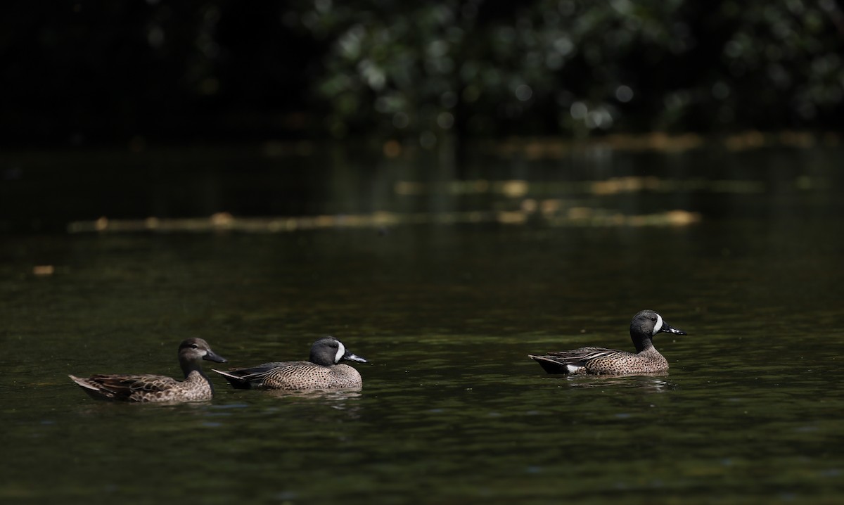 Blue-winged Teal - ML633635041