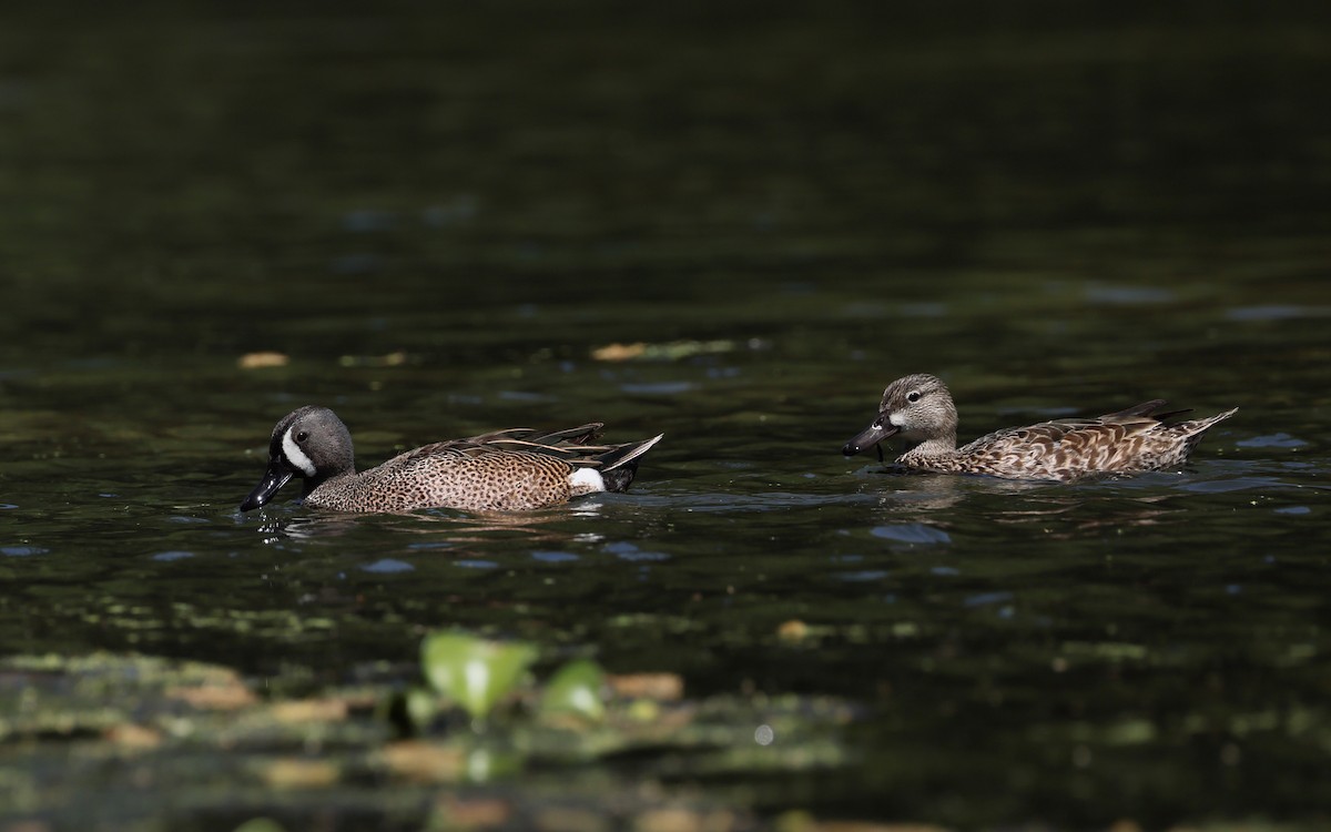 Blue-winged Teal - ML633635044