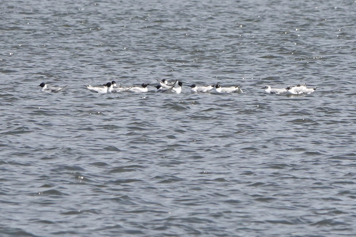 Bonaparte's Gull - ML633635048