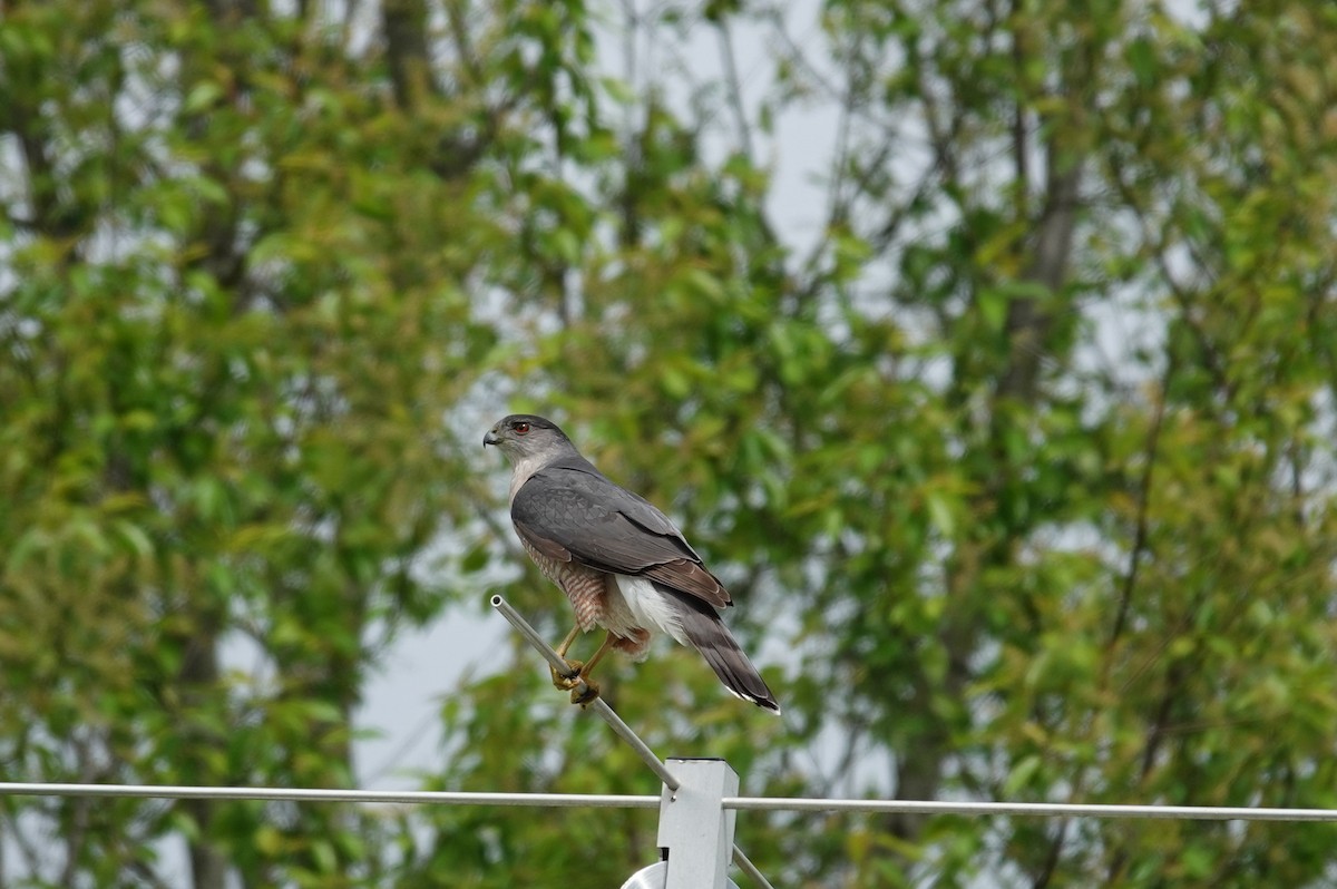 Cooper's Hawk - ML633635055