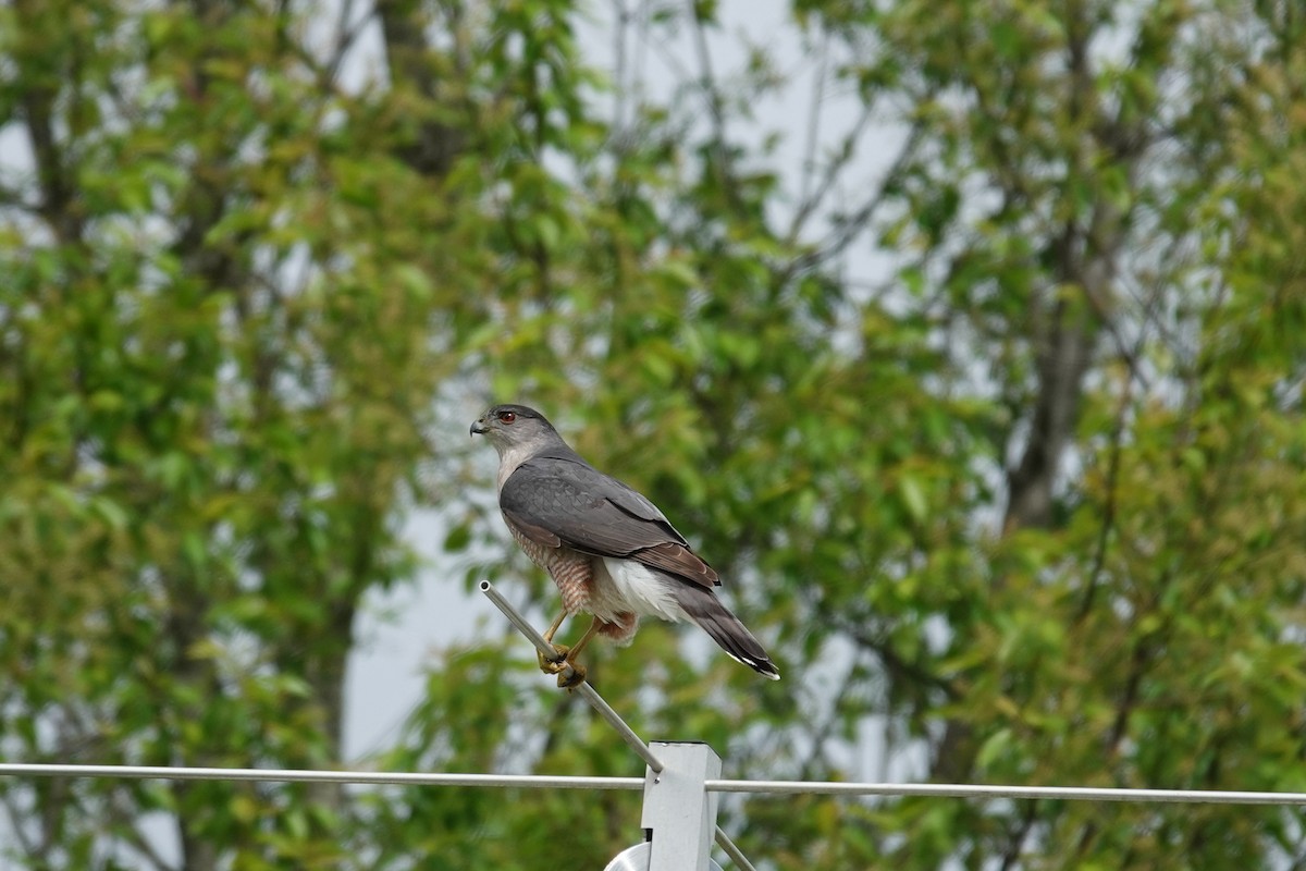 Cooper's Hawk - ML633635057