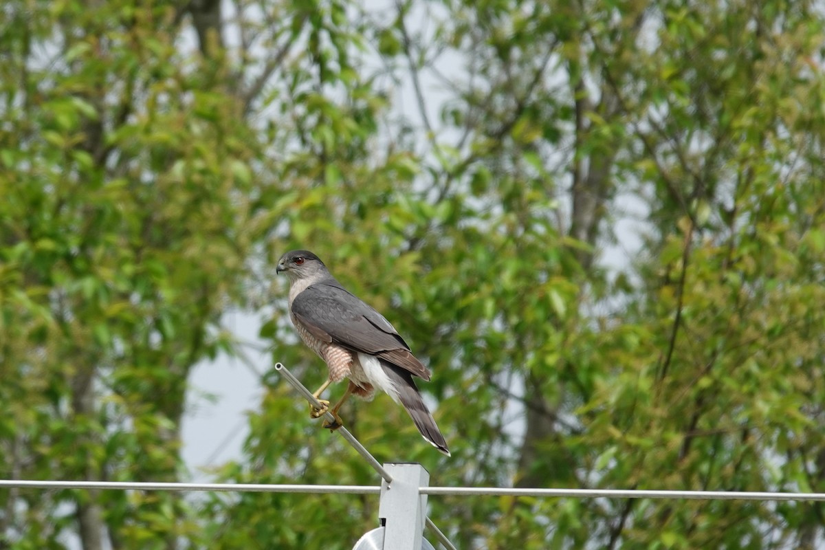 Cooper's Hawk - ML633635059